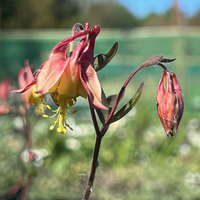 Aquilegia canadensis
